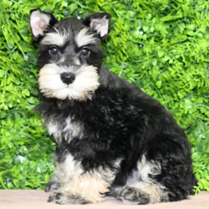 Kane, a male Mini Schnauzer puppy for sale at Wellspring Puppies Dallas