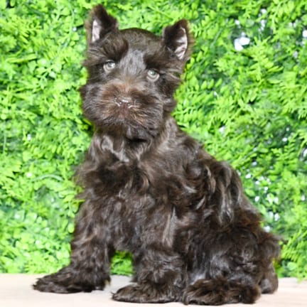Benji, a male Mini Schnauzer puppy for sale at Wellspring Puppies Dallas