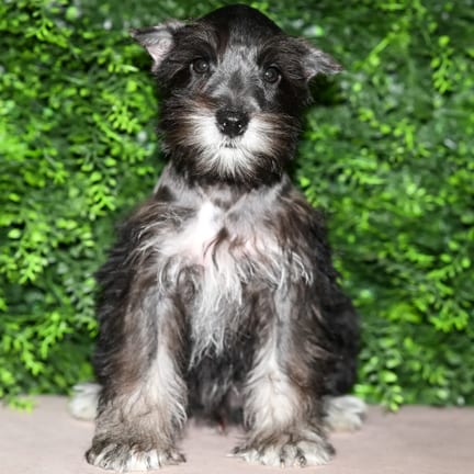 Bandit, a male Mini Schnauzer puppy for sale at Wellspring Puppies Fort Worth
