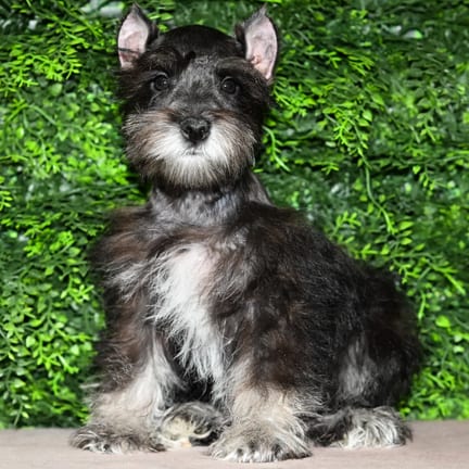 Milburn, a male Mini Schnauzer puppy for sale at Wellspring Puppies Fort Worth
