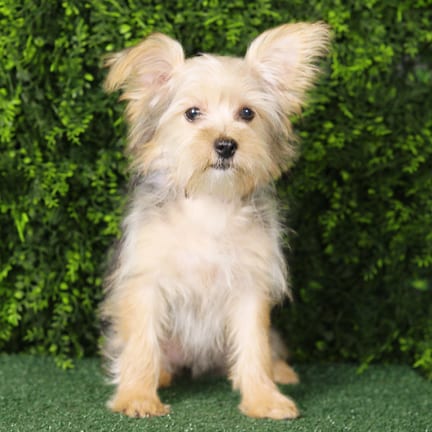 Betty, a female Morkie F1B puppy for sale at Wellspring Puppies Fort Worth