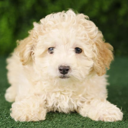 Sparky, a male Morkie F1B puppy for sale at Wellspring Puppies Fort Worth