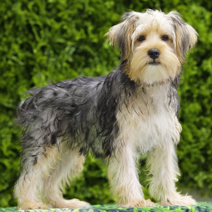 Fang, a male Morkie F1B puppy for sale at Wellspring Puppies Dallas