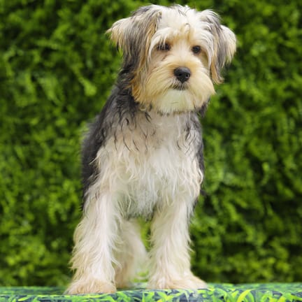 Fang, a male Morkie F1B puppy for sale at Wellspring Puppies Dallas