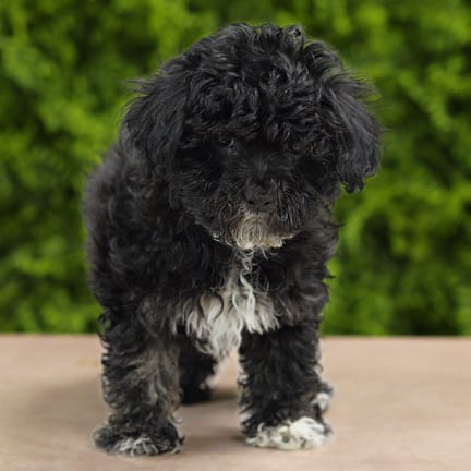 Hoss, a male Morkie F1B puppy for sale at Wellspring Puppies Dallas