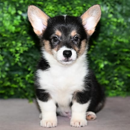 William, a male Pembroke Welsh Corgi puppy for sale at Wellspring Puppies Fort Worth