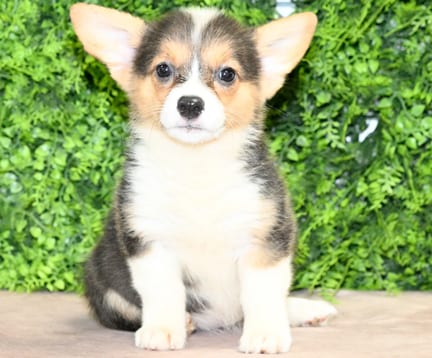 Bean, a female Pembroke Welsh Corgi puppy for sale at Wellspring Puppies Dallas