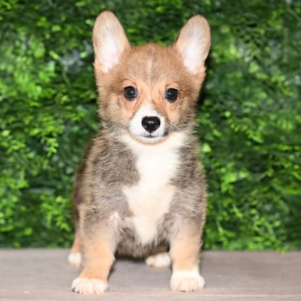 Fritz, a male Pembroke Welsh Corgi puppy for sale at Wellspring Puppies Fort Worth