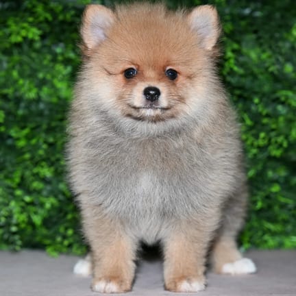 Winona, a female Pomeranian puppy for sale at Wellspring Puppies Fort Worth