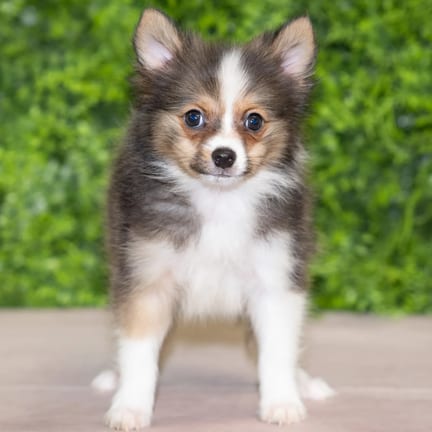 Apollo, a male Pomeranian puppy for sale at Wellspring Puppies Dallas
