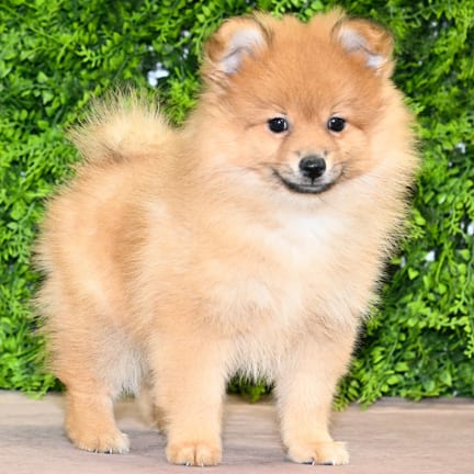 Dane, a male Pomeranian puppy for sale at Wellspring Puppies Dallas