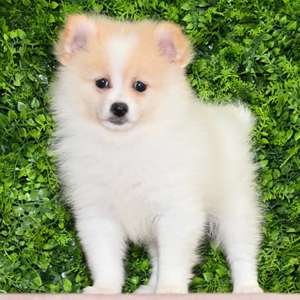 Risa, a female Pomeranian puppy for sale at Wellspring Puppies Dallas