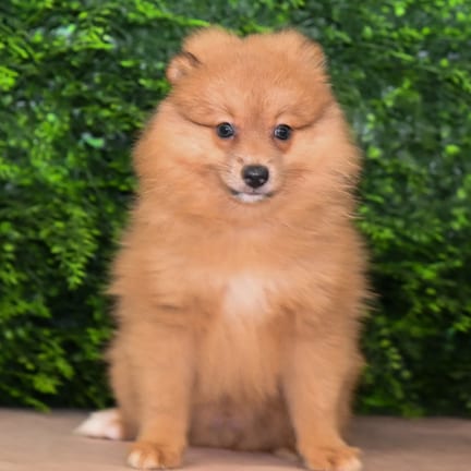 Taylor, a male Pomeranian puppy for sale at Wellspring Puppies Fort Worth
