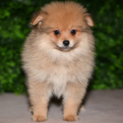 John, a male Pomeranian puppy for sale at Wellspring Puppies Fort Worth