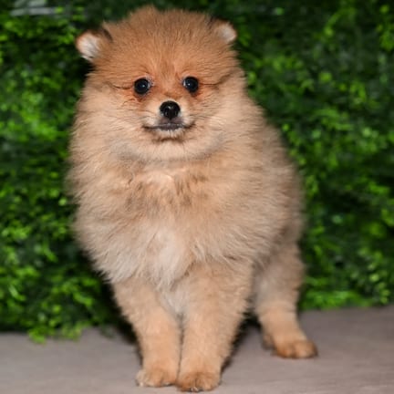 Kennedy, a female Pomeranian puppy for sale at Wellspring Puppies Fort Worth
