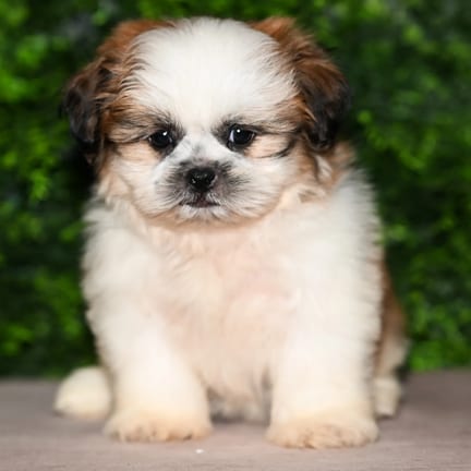 Ozzie, a male Shih Tzu puppy for sale at Wellspring Puppies Fort Worth