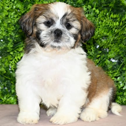 Kash, a male Shih Tzu puppy for sale at Wellspring Puppies Dallas