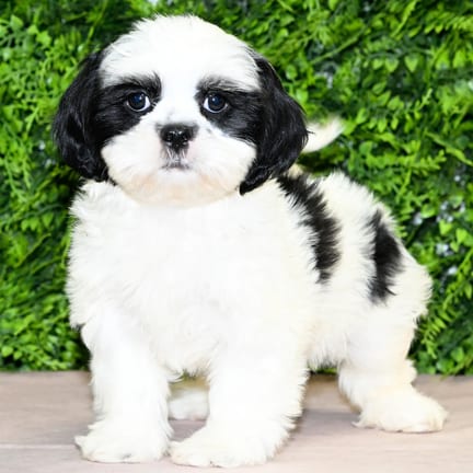 Pippa, a female Shih Tzu puppy for sale at Wellspring Puppies Dallas
