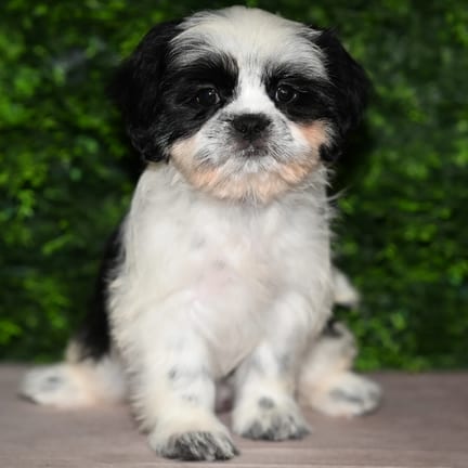 Juliet, a female Shih Tzu puppy for sale at Wellspring Puppies Fort Worth