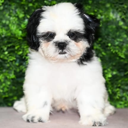 Roy, a male Shih Tzu puppy for sale at Wellspring Puppies Fort Worth