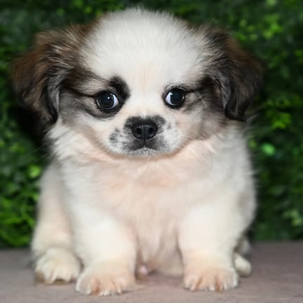 Leonard, a male Shih Tzu puppy for sale at Wellspring Puppies Fort Worth