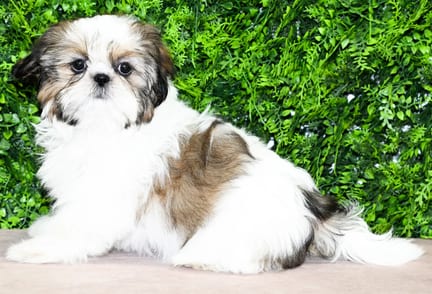 Sage, a female Shih Tzu puppy for sale at Wellspring Puppies Dallas