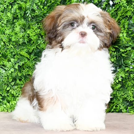 Ibeza, a female Shih Tzu puppy for sale at Wellspring Puppies Dallas