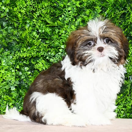 Percy, a male Shih Tzu puppy for sale at Wellspring Puppies Dallas