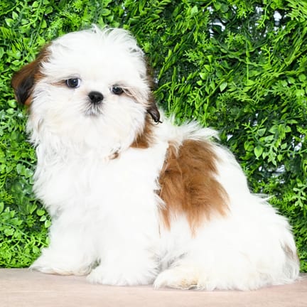 Stuart, a male Shih Tzu puppy for sale at Wellspring Puppies Dallas