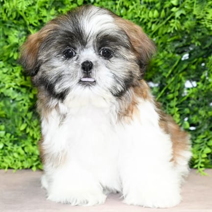 Estelle, a female Shih Tzu puppy for sale at Wellspring Puppies Dallas