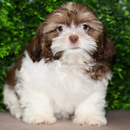 Kilo, a male Shih Tzu puppy for sale at Wellspring Puppies Fort Worth