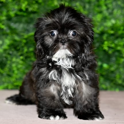 Hershey, a female Shih Tzu puppy for sale at Wellspring Puppies Fort Worth