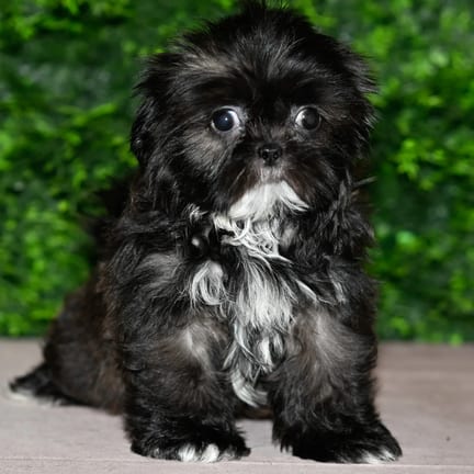 Hershey, a female Shih Tzu puppy for sale at Wellspring Puppies Fort Worth