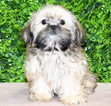 Nola, a female Shih Tzu puppy for sale at Wellspring Puppies Dallas