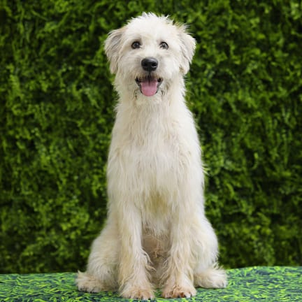 Evander, a male Soft Coated Wheaten Terrier puppy for sale at Wellspring Puppies Dallas