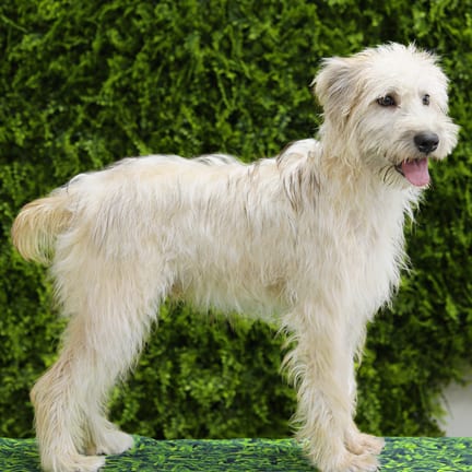 Evander, a male Soft Coated Wheaten Terrier puppy for sale at Wellspring Puppies Dallas