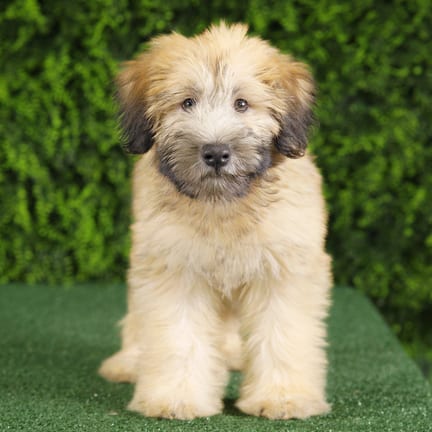 Ocean, a female Soft Coated Wheaten Terrier puppy for sale at Wellspring Puppies Fort Worth