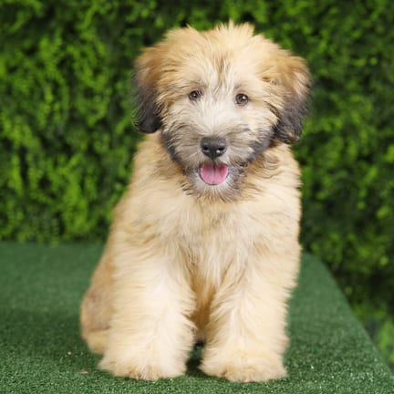 Ocean, a female Soft Coated Wheaten Terrier puppy for sale at Wellspring Puppies Fort Worth