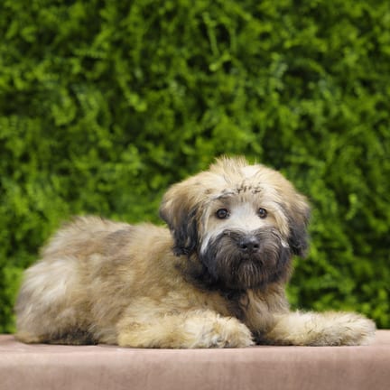 Kona, a female Soft Coated Wheaten Terrier puppy for sale at Wellspring Puppies Dallas