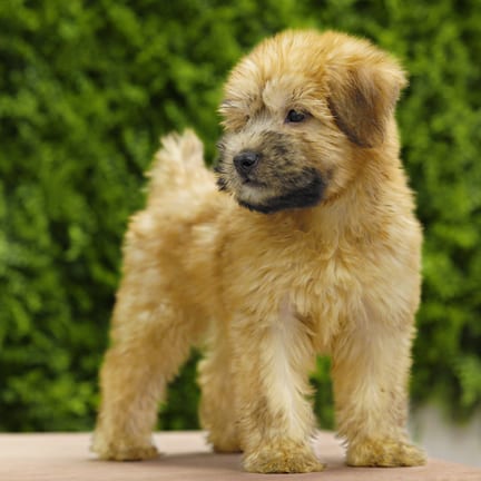 Wilson, a male Soft Coated Wheaten Terrier puppy for sale at Wellspring Puppies Dallas