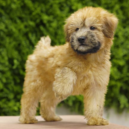 Wilson, a male Soft Coated Wheaten Terrier puppy for sale at Wellspring Puppies Dallas