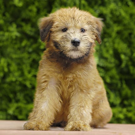 Indie, a female Soft Coated Wheaten Terrier puppy for sale at Wellspring Puppies Dallas
