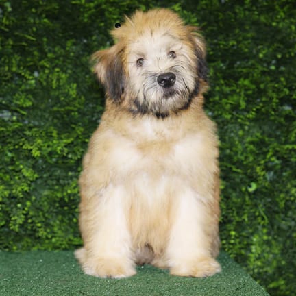 Domingo, a male Soft Coated Wheaten Terrier puppy for sale at Wellspring Puppies Fort Worth