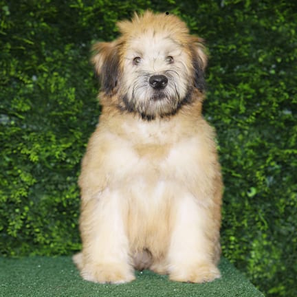 Domingo, a male Soft Coated Wheaten Terrier puppy for sale at Wellspring Puppies Fort Worth