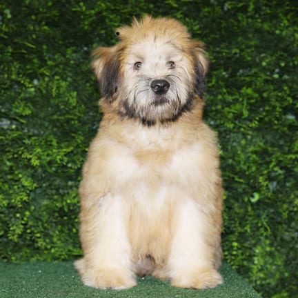 Domingo, a male Soft Coated Wheaten Terrier puppy for sale at Wellspring Puppies Fort Worth