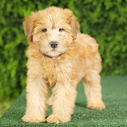 Elvis, a male Soft Coated Wheaten Terrier puppy for sale at Wellspring Puppies Fort Worth