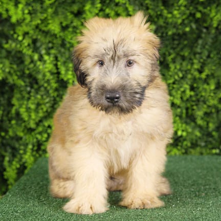 Scrappy, a male Soft Coated Wheaten Terrier puppy for sale at Wellspring Puppies Fort Worth