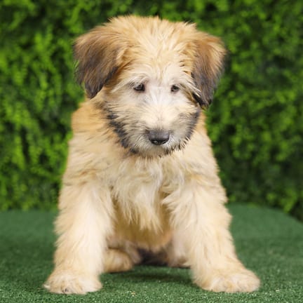 Elana, a female Soft Coated Wheaten Terrier puppy for sale at Wellspring Puppies Fort Worth