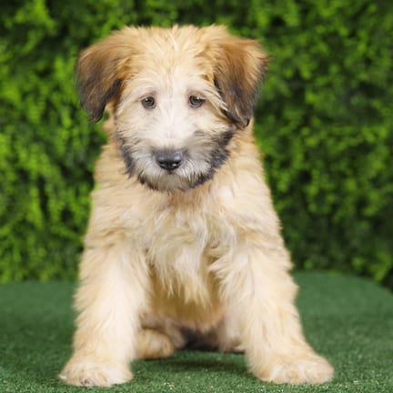 Elana, a female Soft Coated Wheaten Terrier puppy for sale at Wellspring Puppies Fort Worth