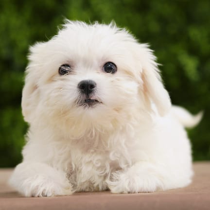 Plum, a female Teddy Bear puppy for sale at Wellspring Puppies Dallas